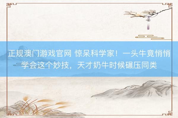 正规澳门游戏官网 惊呆科学家！一头牛竟悄悄学会这个妙技，天才奶牛时候碾压同类